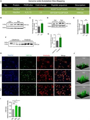 Mitochondrial stress-induced H4K12 hyperacetylation dysregulates transcription in Parkinson’s disease